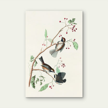 Songbirds on Red Berry Branch 60x90cm Metal Print Ready to Hang - Bella Home Decor