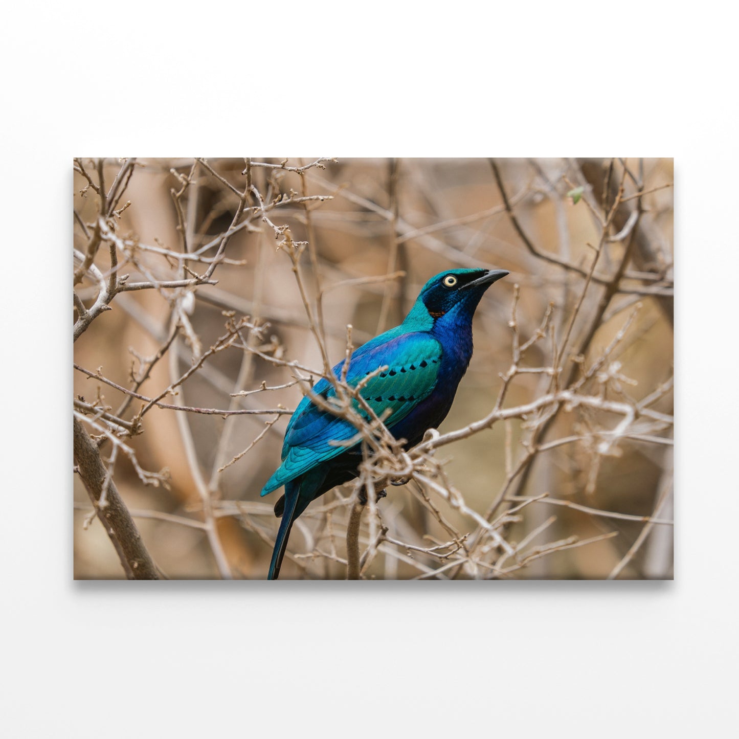 Bright Blue Green Starling Taronga Zoo Sydney Wall Art Decor 100% Australian Made