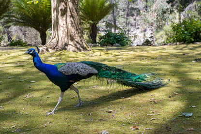 Peacock at Cataract Gorge Reserve Launceston Tasmania Wall Art Decor 100% Australian Made