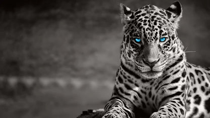 Leopard with Blue Eyes B&W View 90x60cm Print 100% Australian Made