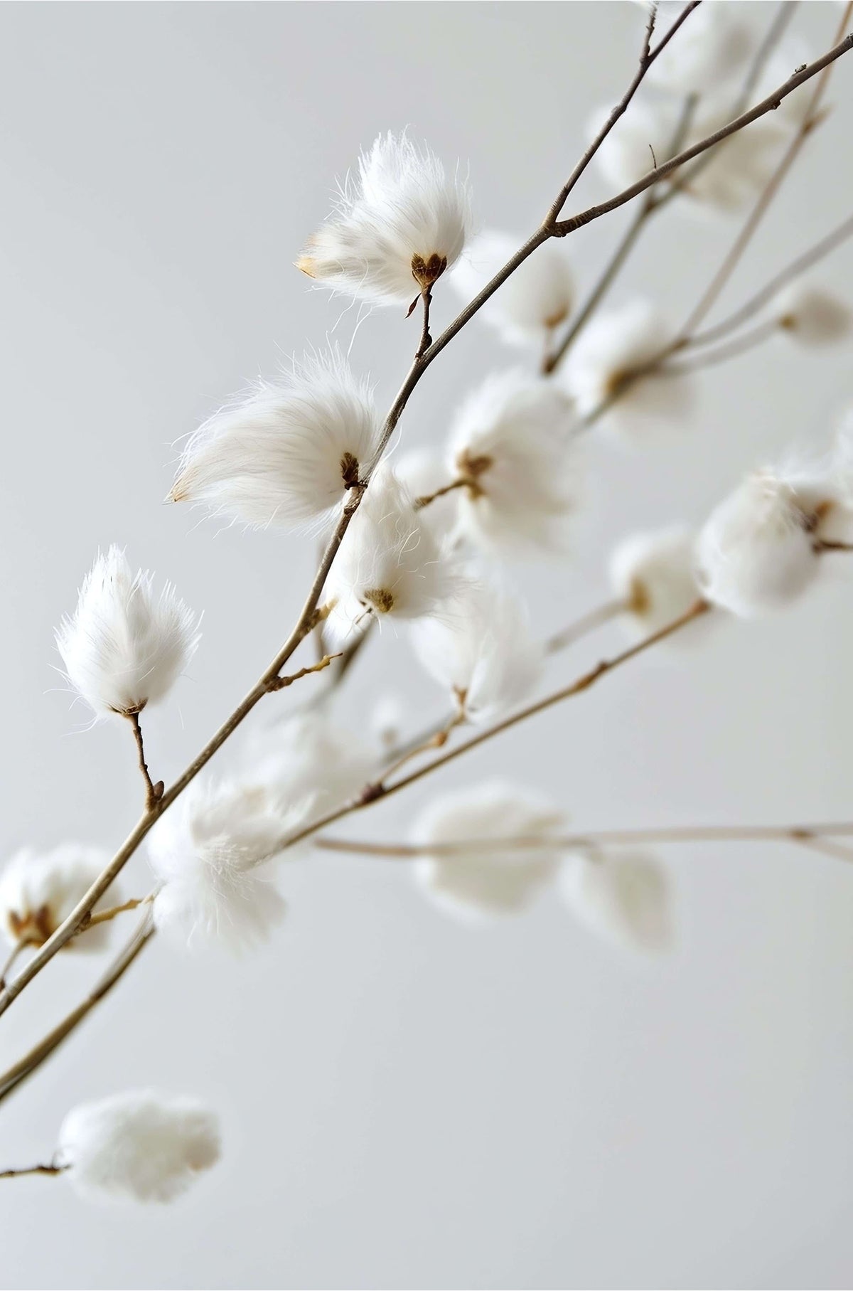 White Cotton Flower Branch Minimalist 40x60cm Metal Print Ready to Hang