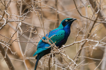 Bright Blue Green Starling Taronga Zoo Sydney Wall Art Decor 100% Australian Made