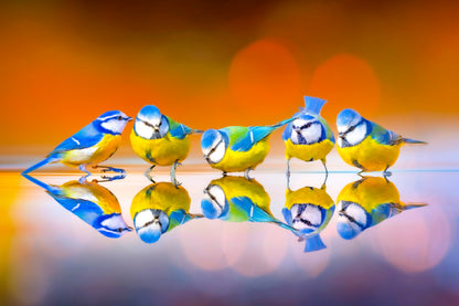 Eurasian Blue Tit Birds Reflect On Lake Wall Art Decor 100% Australian Made - Bella Home Decor