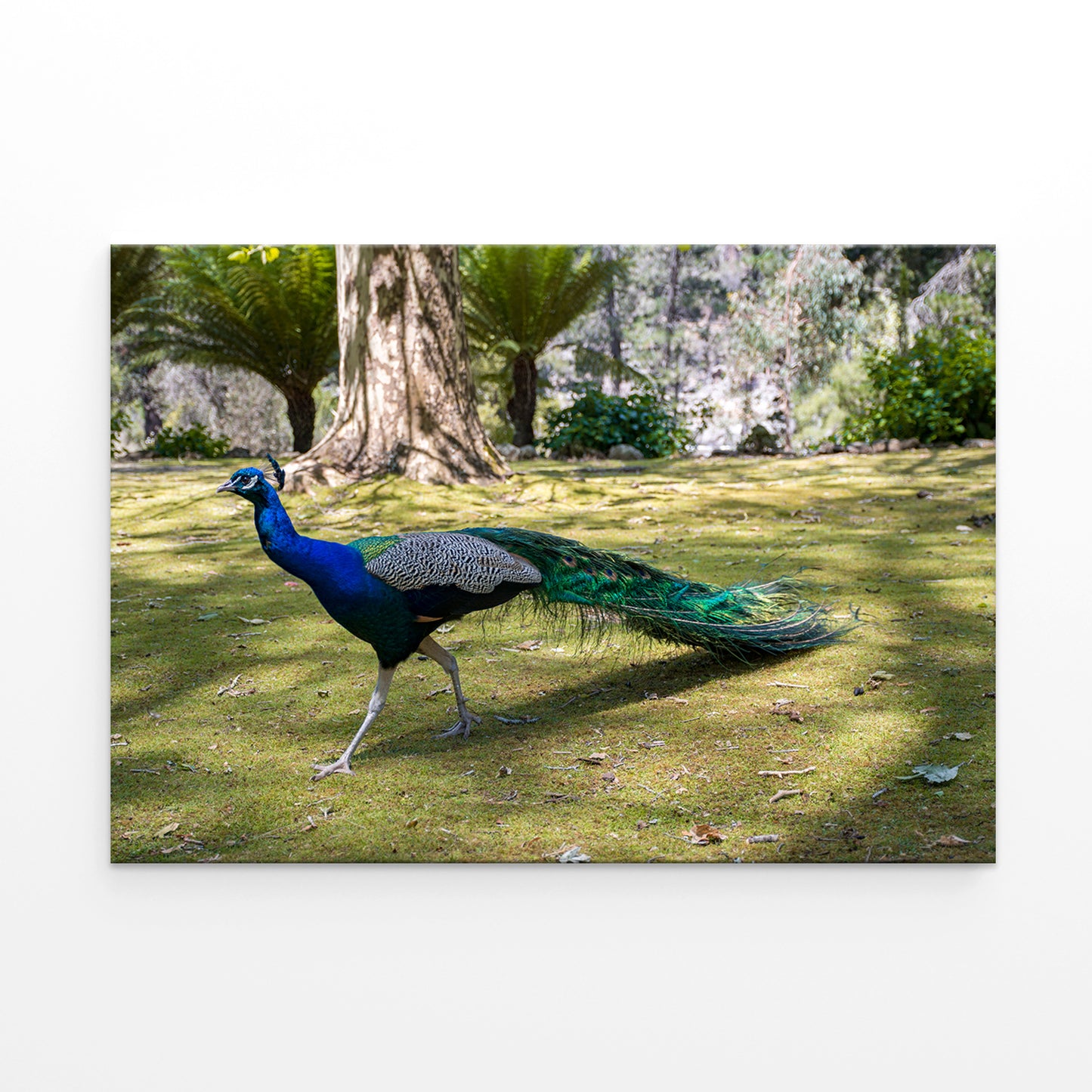 Peacock at Cataract Gorge Reserve Launceston Tasmania Wall Art Decor 100% Australian Made