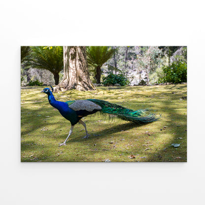 Peacock at Cataract Gorge Reserve Launceston Tasmania Wall Art Decor 100% Australian Made
