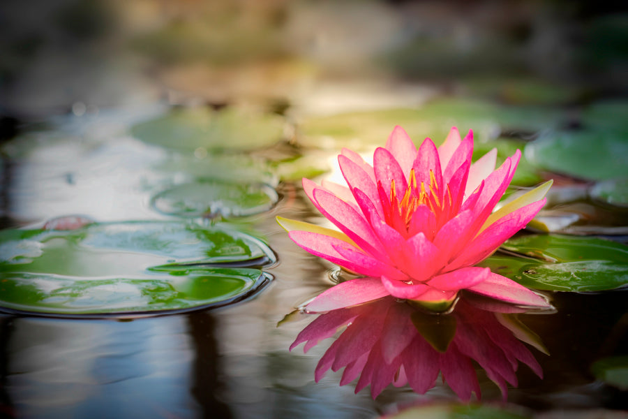 Pink Lotus Flower On Lake & Nature Wall Art Decor 100% Australian Made