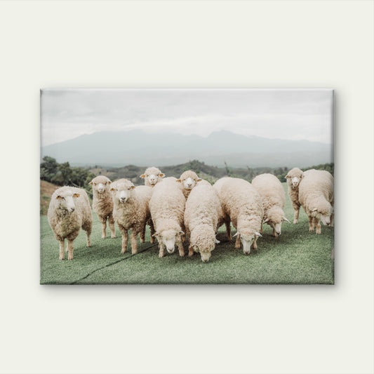 Neutral Toned Shaggy Sheep on Green Hill with Misty Mountains Wall Art Decor 100% Australian Made