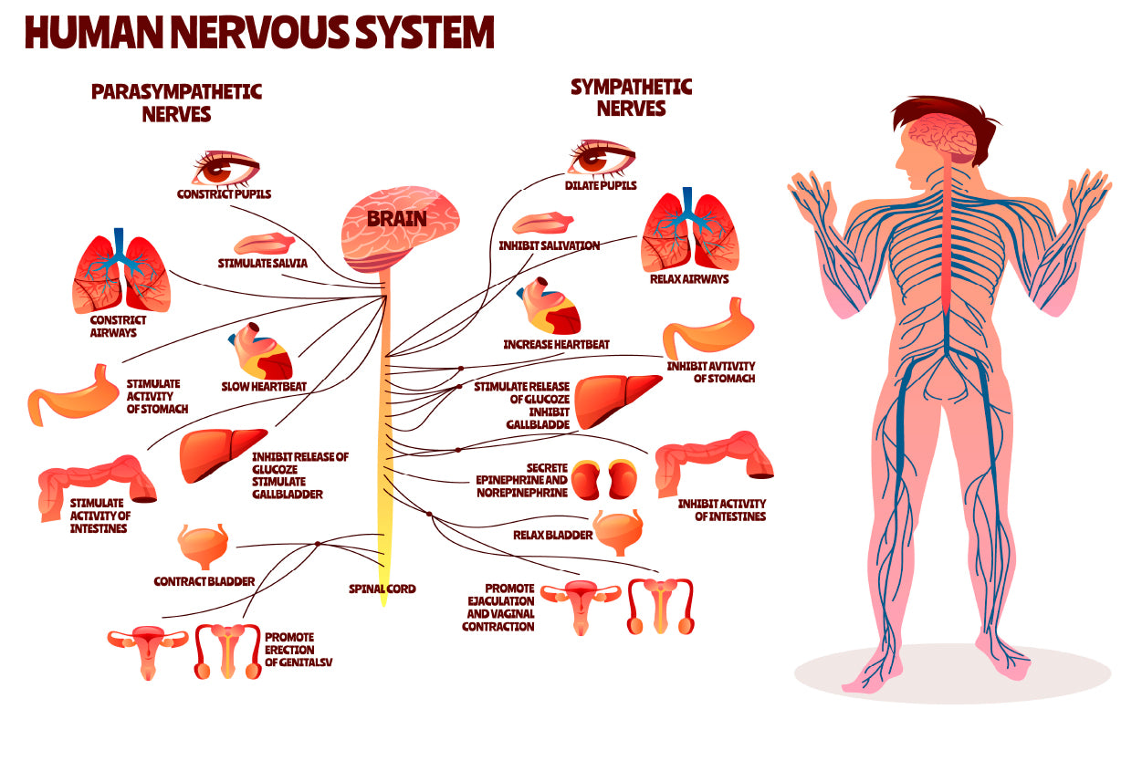 Human Nervous System Vector Home Decor Premium Quality Poster Print Choose Your Sizes