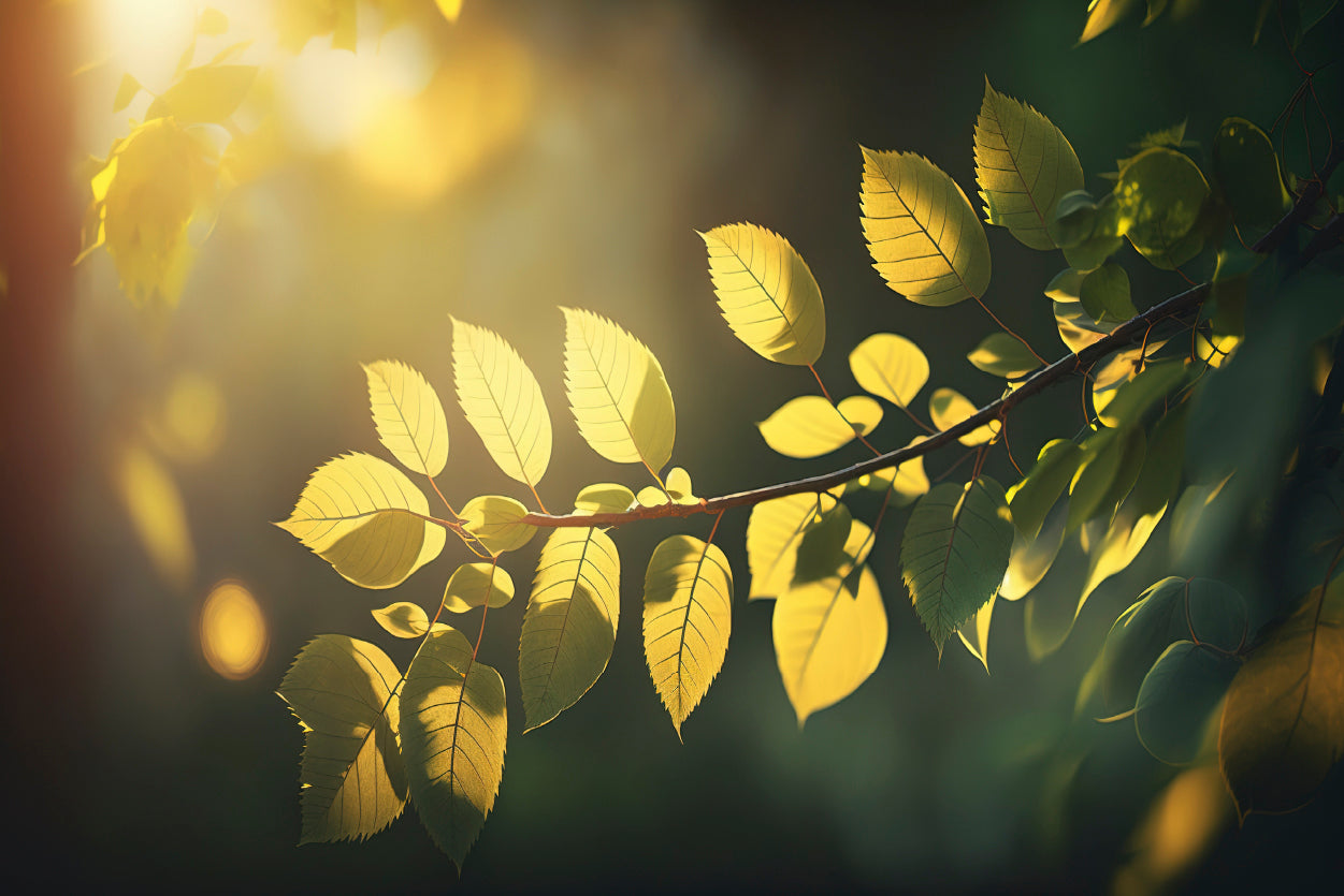 Morning Sunshine, Branch and Leaf Print 100% Australian Made - Bella Home Decor