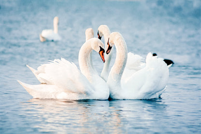 Soft Blue and White Mute Swans Forming a Heart Shape Wall Art Decor 100% Australian Made