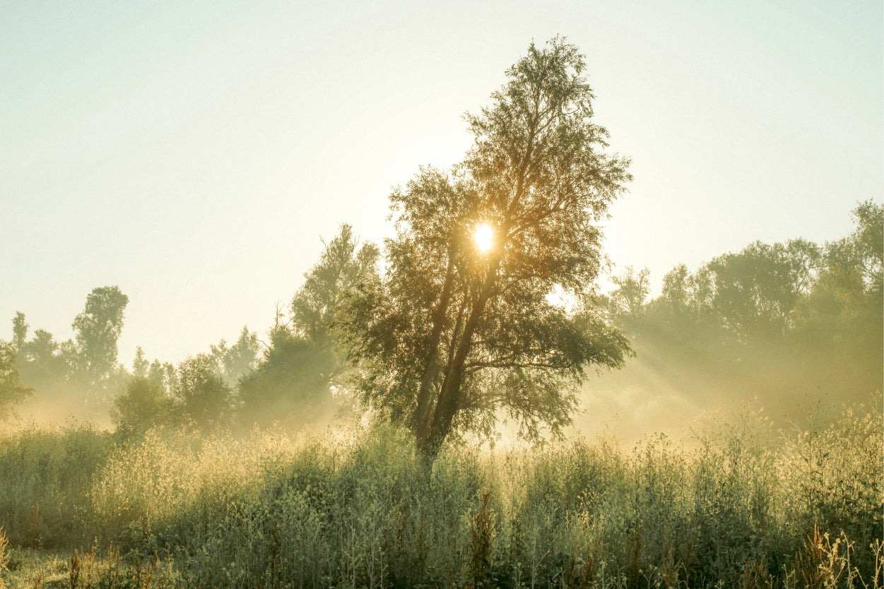 Golden Sunrise Through Lone Tree Foggy Meadow Wall Art Decor 100% Australian Made