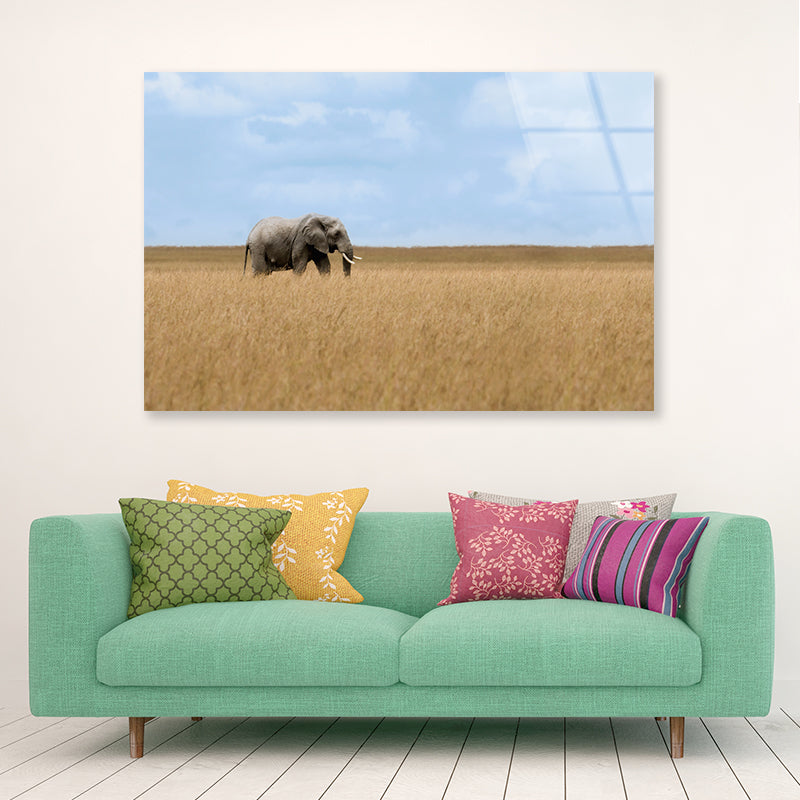 Elephant Walking Through Tall Grass in a Field Acrylic Glass Print Tempered Glass Wall Art 100% Made in Australia Ready to Hang