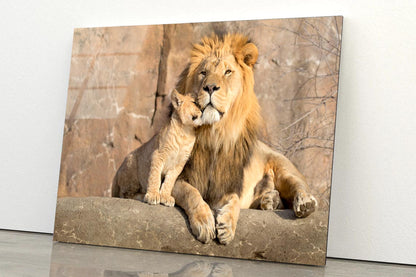 Male African Lion Is Cuddled by His Cub Acrylic Glass Print Tempered Glass Wall Art 100% Made in Australia Ready to Hang