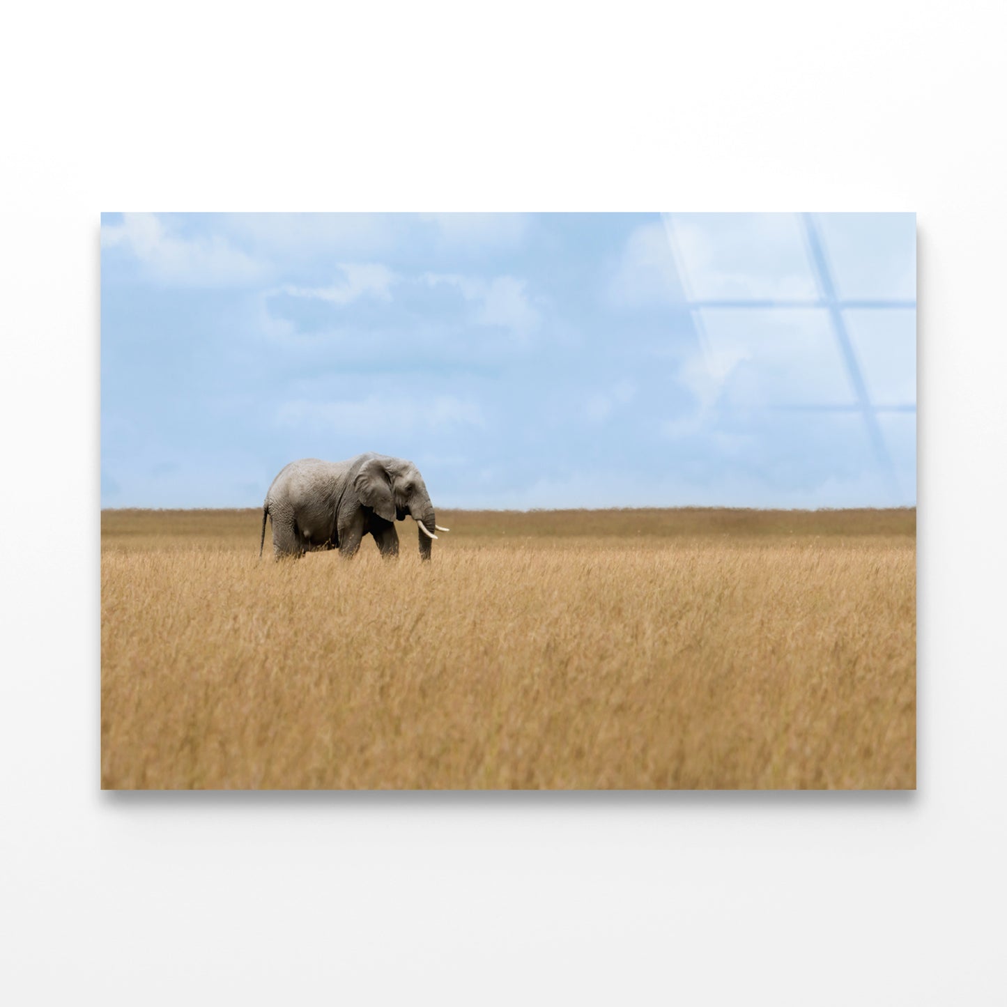 Elephant Walking Through Tall Grass in a Field Acrylic Glass Print Tempered Glass Wall Art 100% Made in Australia Ready to Hang