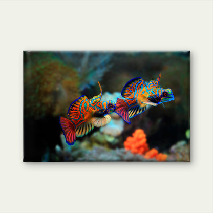 Vibrant Mandarin Dragonet Fish Pair Wall Art Decor 100% Australian Made