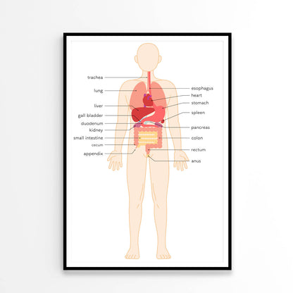 Structural Drawing of The Human Body Home Decor Premium Quality Poster Print Choose Your Sizes