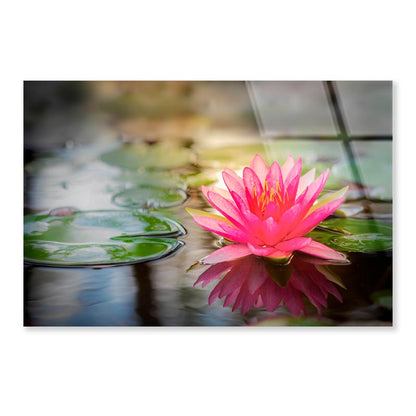 Pink Lotus On Water Acrylic Glass Print Tempered Glass Wall Art 100% Made in Australia Ready to Hang