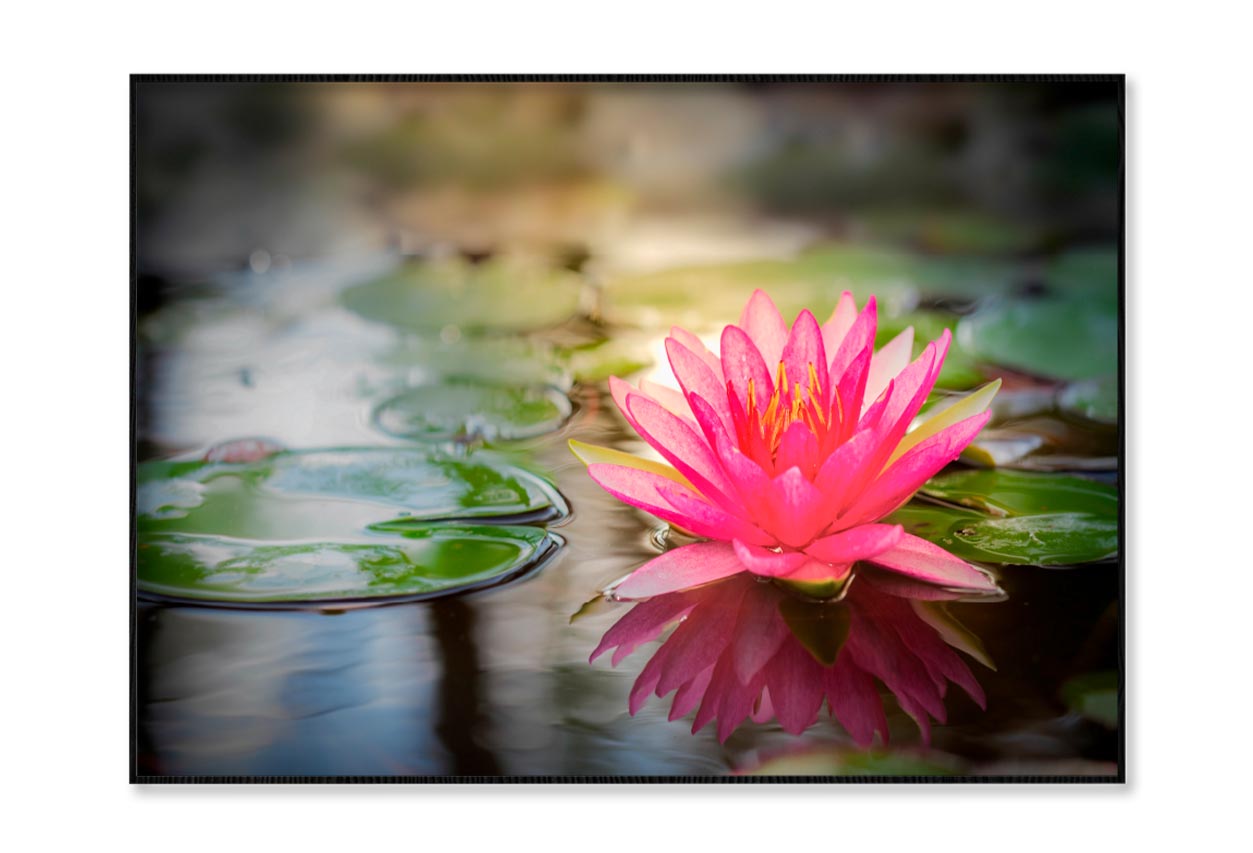 Pink Lotus On Water Home Decor Premium Quality Poster Print Choose Your Sizes