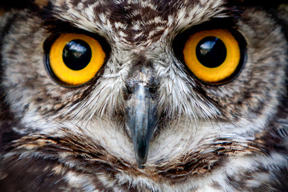 Close-Up of an Owl's Eyes Home Decor Premium Quality Poster Print Choose Your Sizes