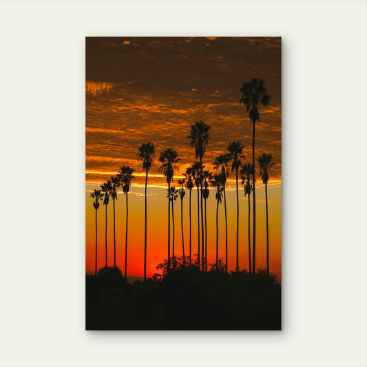 Palm Trees Silhouetted Against A Vibrant Orange And Yellow Sunset Sky 60x90cm Metal Print Ready to Hang