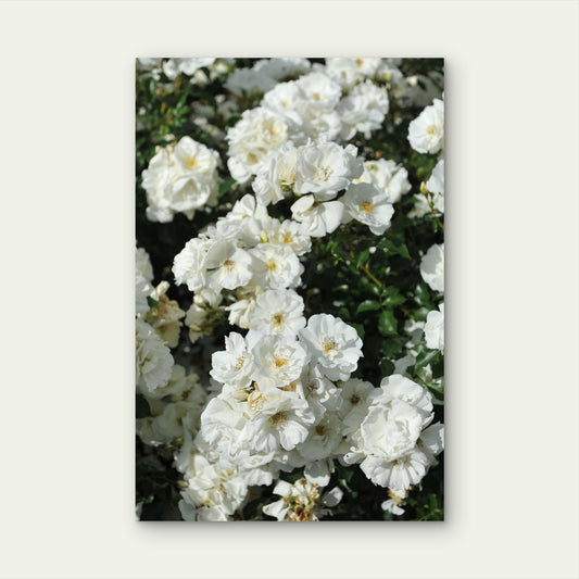 Elegant Blooming White Rose Bush 40x60cm Metal Print Ready to Hang