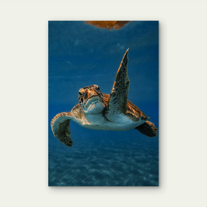 Green Sea Turtle Swimming In The Ocean 40x60cm Metal Print Ready to Hang