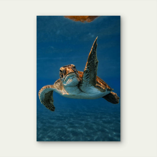 Green Sea Turtle Swimming In The Ocean 60x90cm Metal Print Ready to Hang