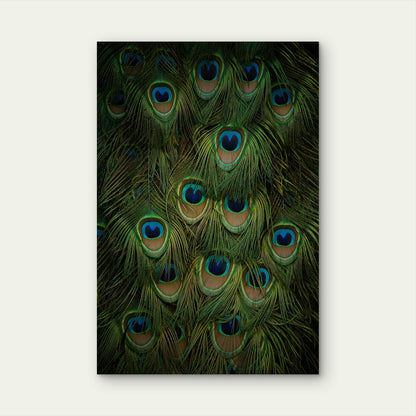 Collection of Peacock Feathers 60x90cm Metal Print Ready to Hang