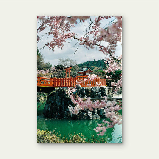 Traditional Japanese Setting During The Cherry Blossom Season 60x90cm Metal Print Ready to Hang
