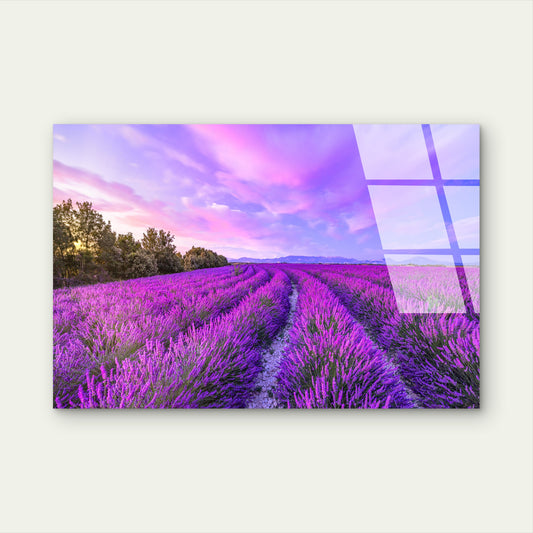 Purple Lavender Flowers Acrylic Glass Printing Wall Art Australian Made Quality