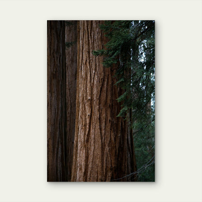 Giant Sequoia with Reddish-Brown Bark 40x60cm Metal Print Ready to Hang