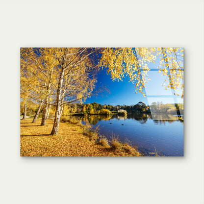 Lake Daylesford Autumn Birch Trees  Acrylic Glass Printing Wall Art Australian Made Quality