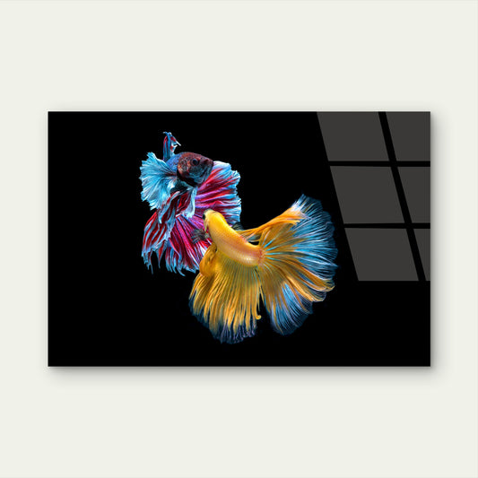 Vibrant Siamese Fighting Betta Fish Acrylic Glass Printing Wall Art Australian Made Quality