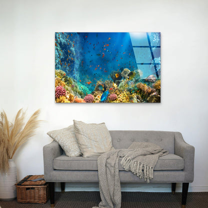 Red Sea Coral Reef Tropical Fish Ocean Acrylic Glass Printing Wall Art Australian Made Quality
