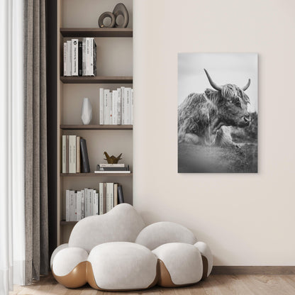 Black And White Photograph Of A Highland Cow 40x60cm Metal Print Ready to Hang