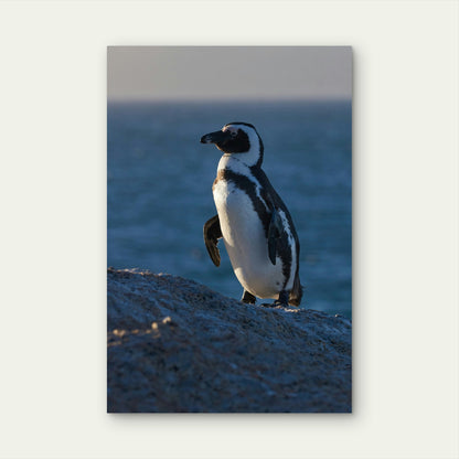 African Penguin with Ocean View 40x60cm Metal Print Ready to Hang