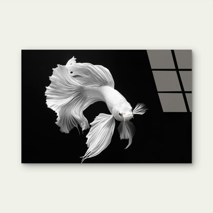 White Siamese Fighting Fish Acrylic Glass Printing Wall Art Australian Made Qualit