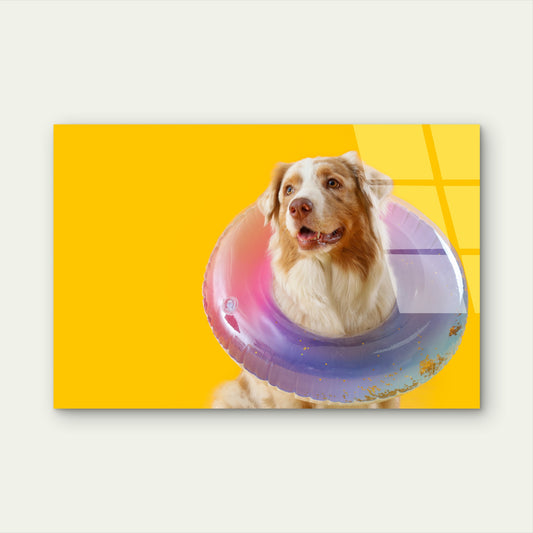 Aussie Shepherd Dog Pool Float Ring Acrylic Glass Printing Wall Art Australian Made Quality