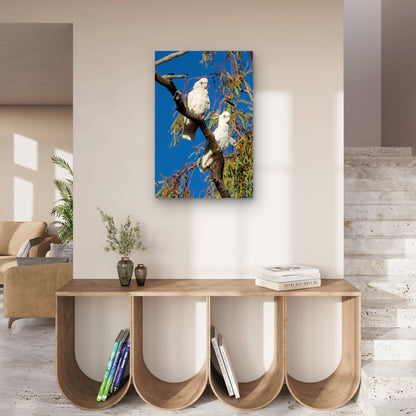 Little Corella Cockatoo Adelaide Australia 40x60cm Metal Print Ready to Hang