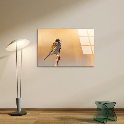 Nature Wildlife Songbird Acrylic Glass Printing Wall Art Australian Made Quality