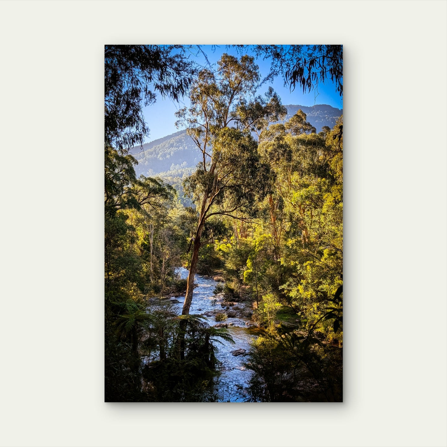 Yarra River Warburton Victoria Bushland Stream 40x60cm Metal Print Ready to Hang