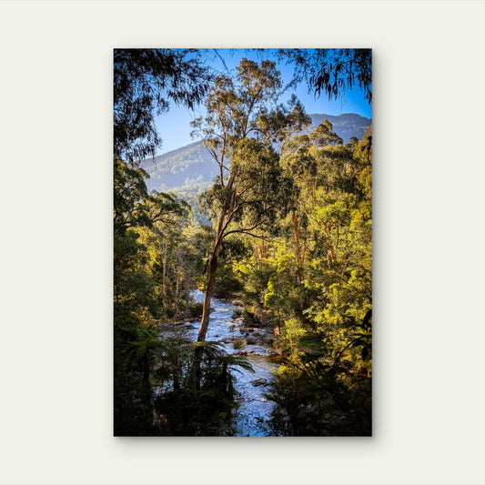 Yarra River Warburton Victoria Bushland Stream 40x60cm Metal Print Ready to Hang