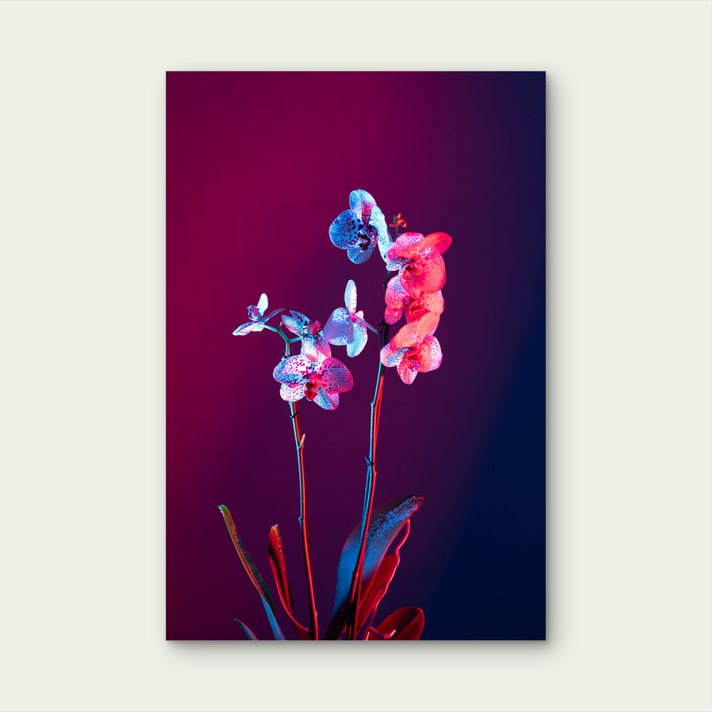 Orchid Flower Against Gradient Background 60x90cm Metal Print Ready to Hang