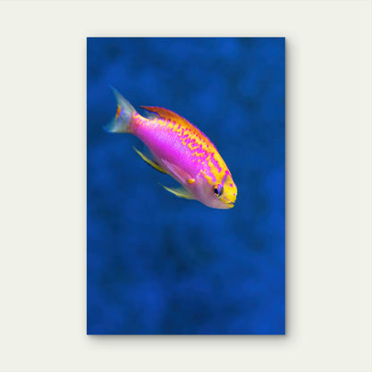 Vibrant Ventralis Anthias 40x60cm Metal Print Ready to Hang