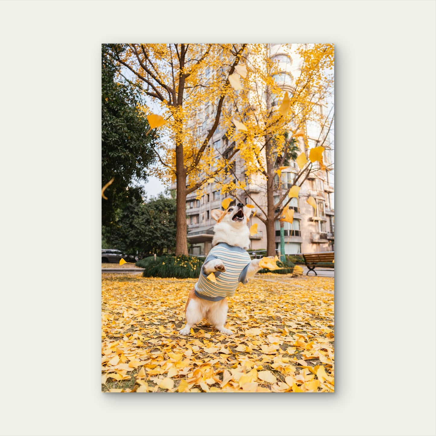 Corgi Jumping for Autumn Leaves Metal Print Ready to Hang