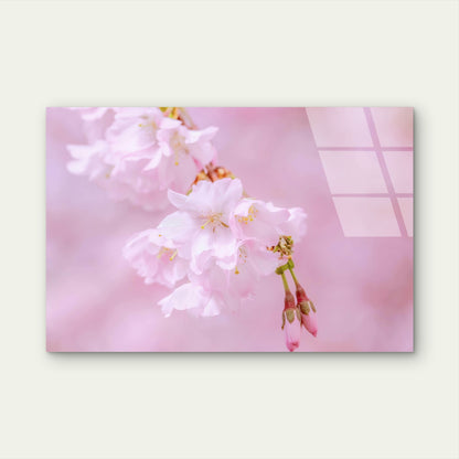 Japan’s Pink Cherry Blossoms Glass Printing Wall Art Australian Made Quality