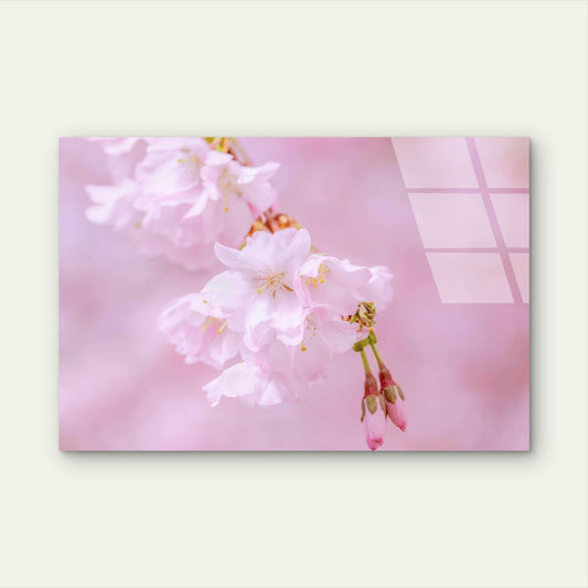 Japan’s Pink Cherry Blossoms Glass Printing Wall Art Australian Made Quality