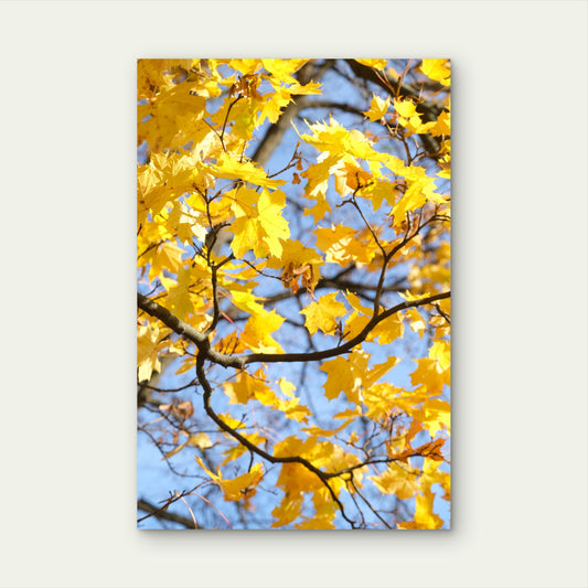 Yellow Autumn Maple Tree Leaves Branch 40x60cm Metal Print Ready to Hang