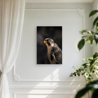 Shaheen Falcon In Close Up View 40x60cm Metal Print Ready to Hang