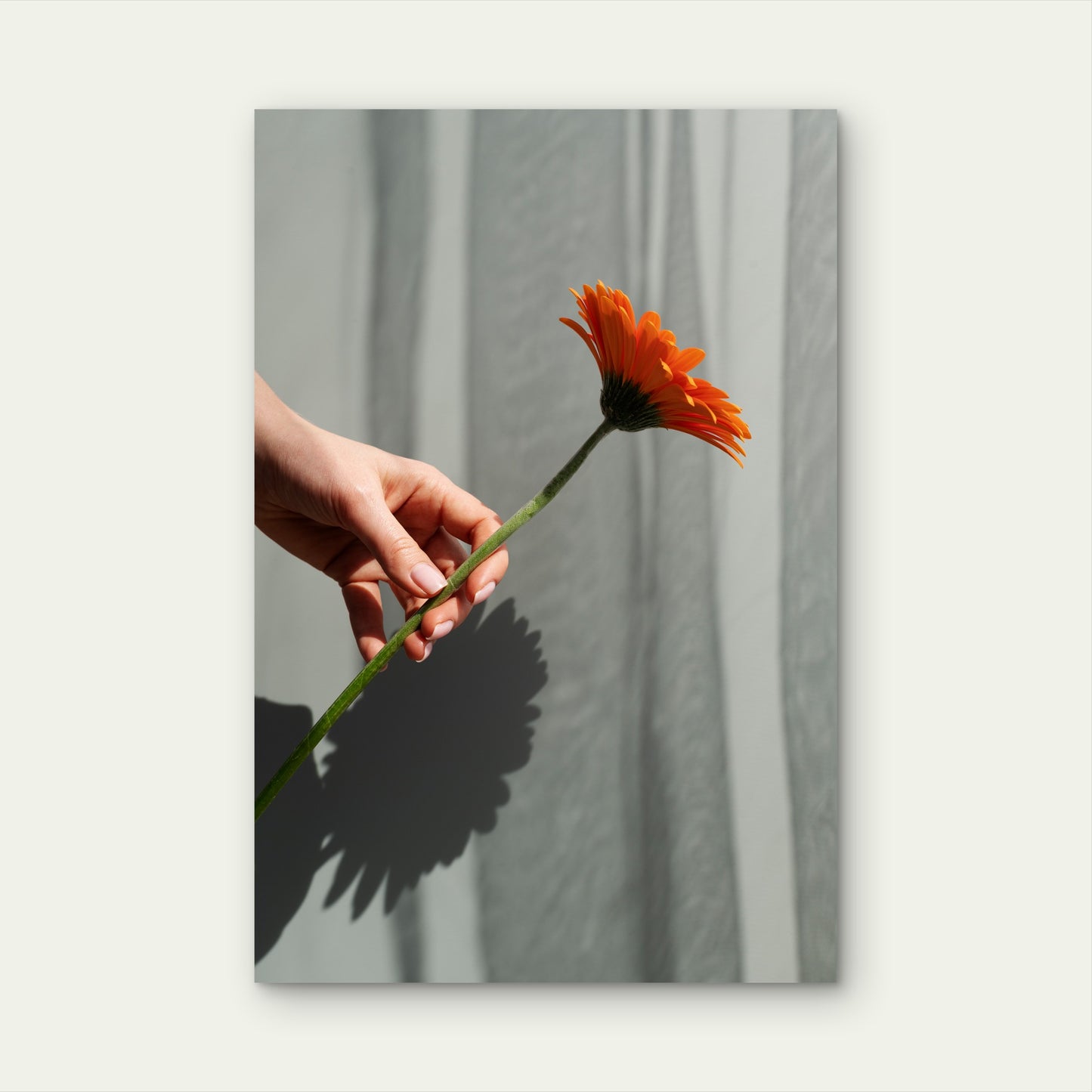 Hand Holding Elegant Flower 40x60cm Metal Print Ready to Hang